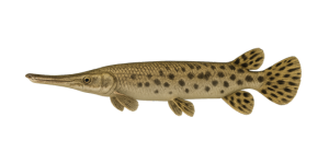 Gar Fish